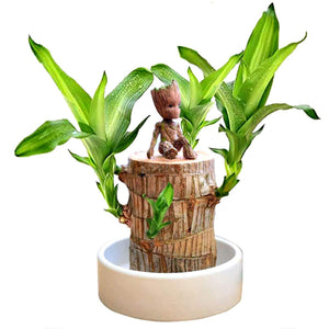 Reissue Brazilwood Hydroponic Plants Groot Lucky Wood Potted