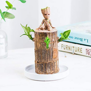 Reissue Brazilwood Hydroponic Plants Groot Lucky Wood Potted